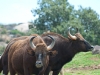 20090502 SanDiegoWildlifePark32.jpg